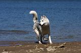 SIBERIAN HUSKY 600